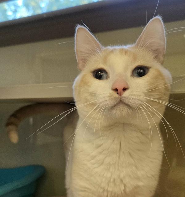 Tamarillo, Adoptable, Adult Male Domestic Short Hair.