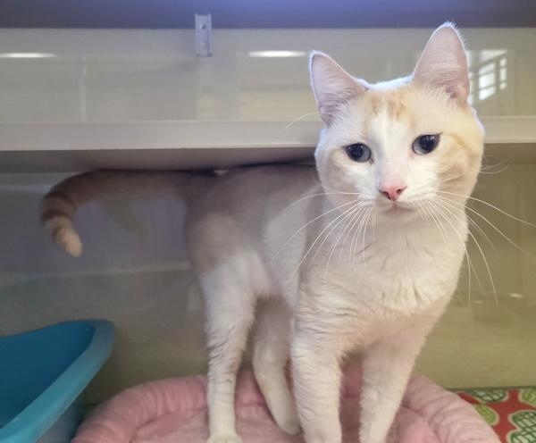 Enlarge Tamarillo, a Adoptable mixed breed in Silverdale, WA image 3/6