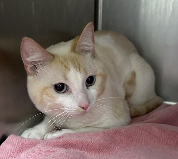 Enlarge Tamarillo, a Adoptable mixed breed in Silverdale, WA image 4/6