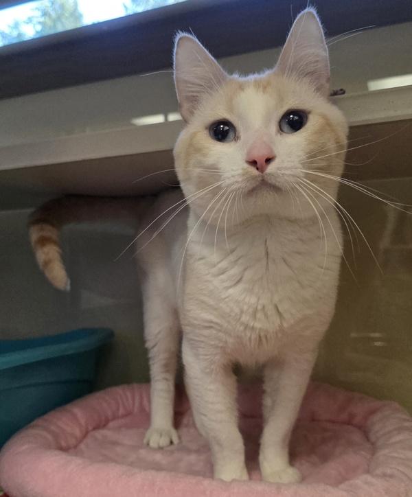 Enlarge Tamarillo, a Adoptable mixed breed in Silverdale, WA image 5/6