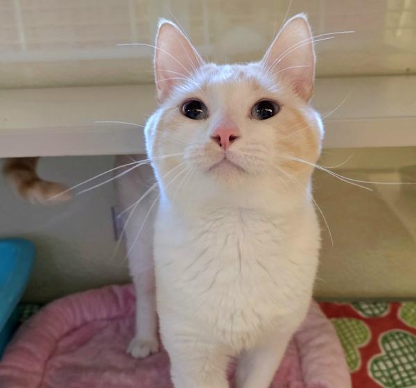 Enlarge Tamarillo, a Adoptable mixed breed in Silverdale, WA image 6/6