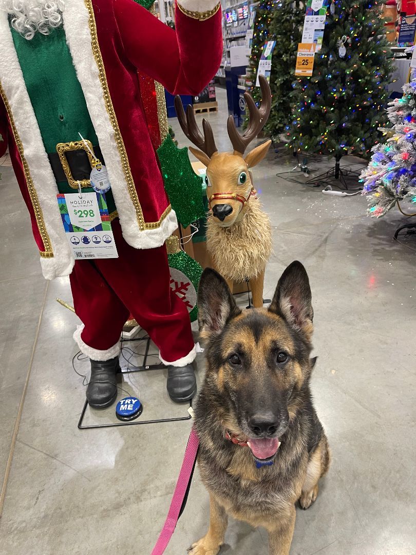 Lucky, a Adopted German Shepherd Dog in Milford, OH image 1/4