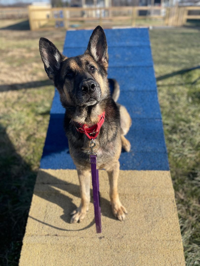 Lucky, a Adopted German Shepherd Dog in Milford, OH image 2/4