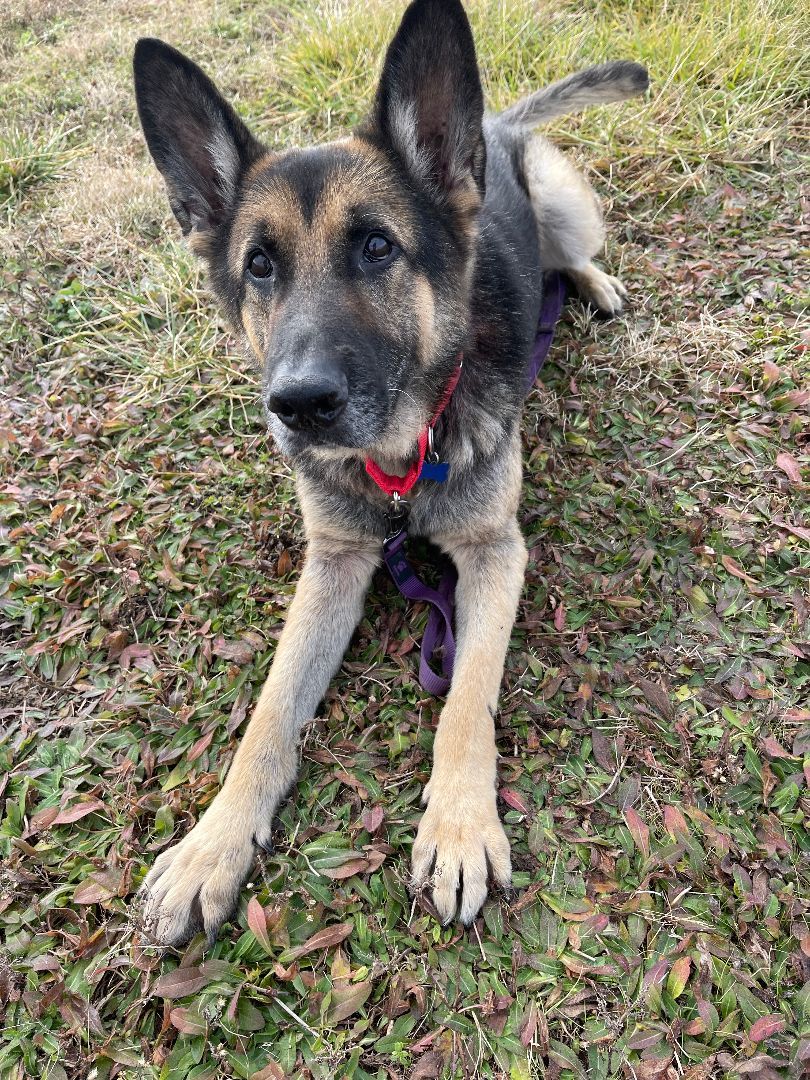 Lucky, a Adopted German Shepherd Dog in Milford, OH image 3/4