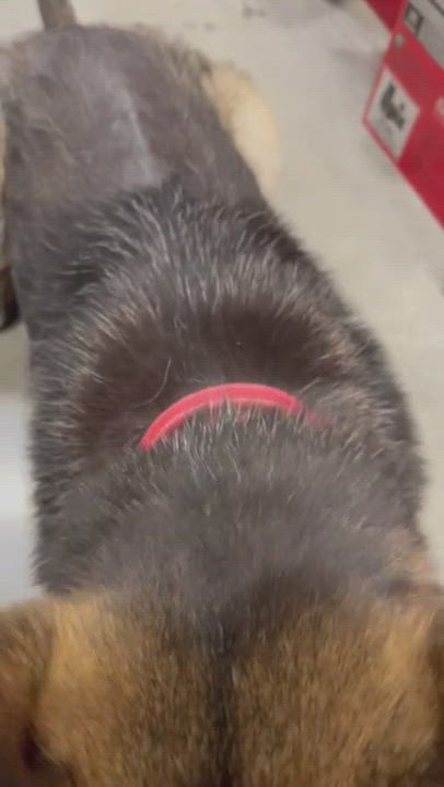 Enlarge Lucky, a Adopted German Shepherd Dog in Milford, OH video 4/4