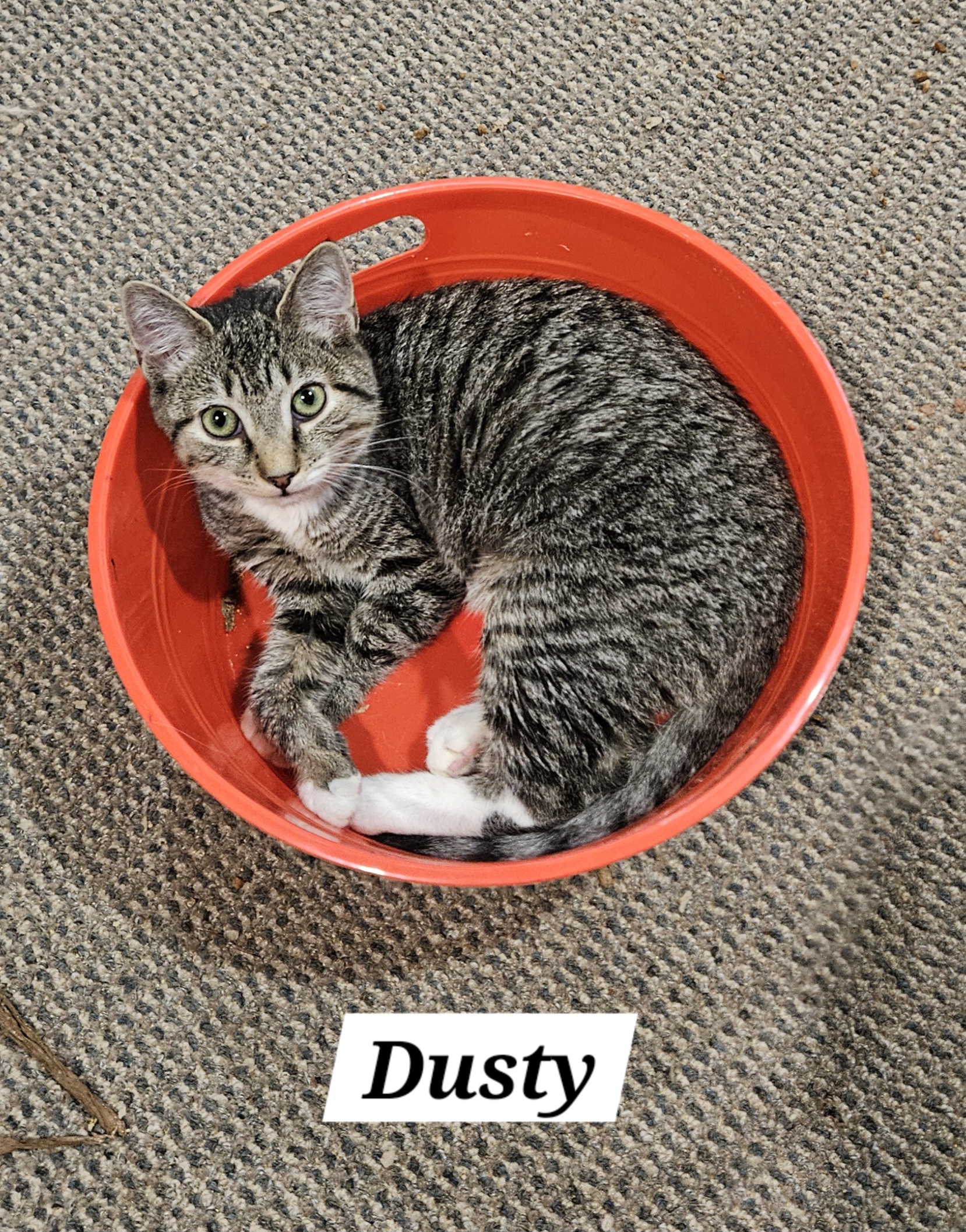 Enlarge Dusty, a Adopted Domestic Short Hair in Bethlehem, PA image 1/2