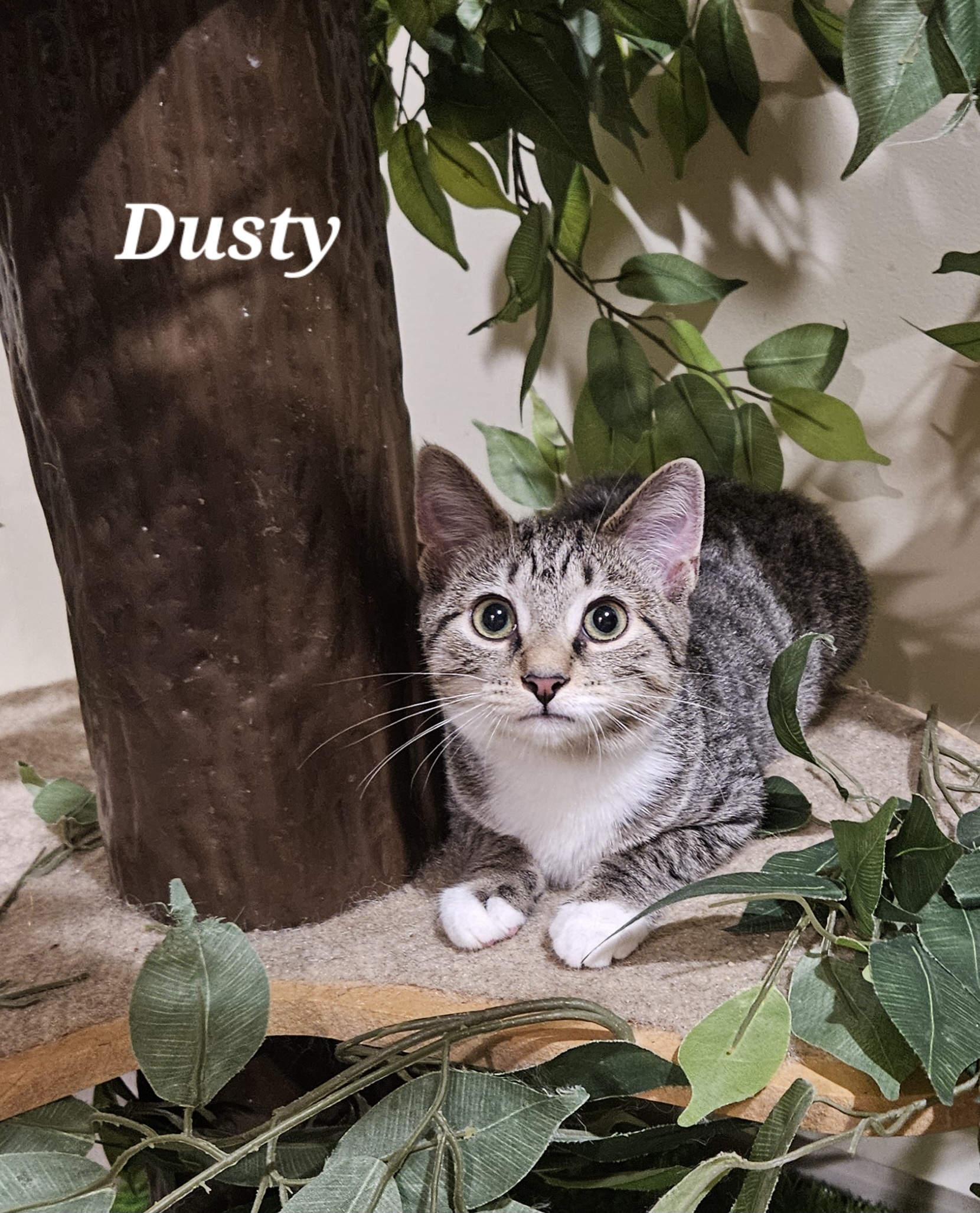 Enlarge Dusty, a Adopted Domestic Short Hair in Bethlehem, PA image 2/2