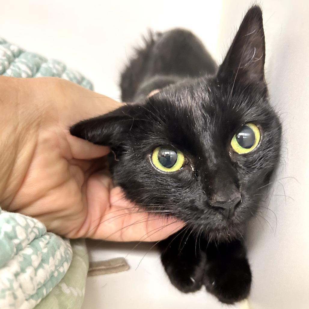 Scribble, a Adoptable Domestic Short Hair in West Palm Beach, FL image 1/5