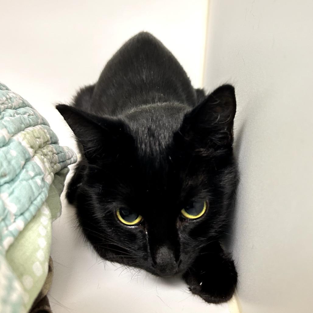 Scribble, a Adoptable Domestic Short Hair in West Palm Beach, FL image 2/5