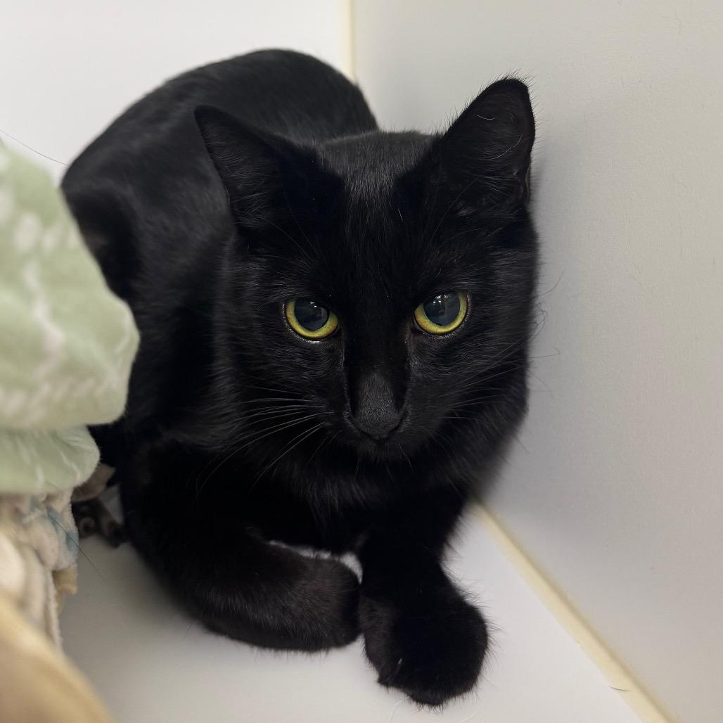 Scribble, a Adoptable Domestic Short Hair in West Palm Beach, FL image 3/5