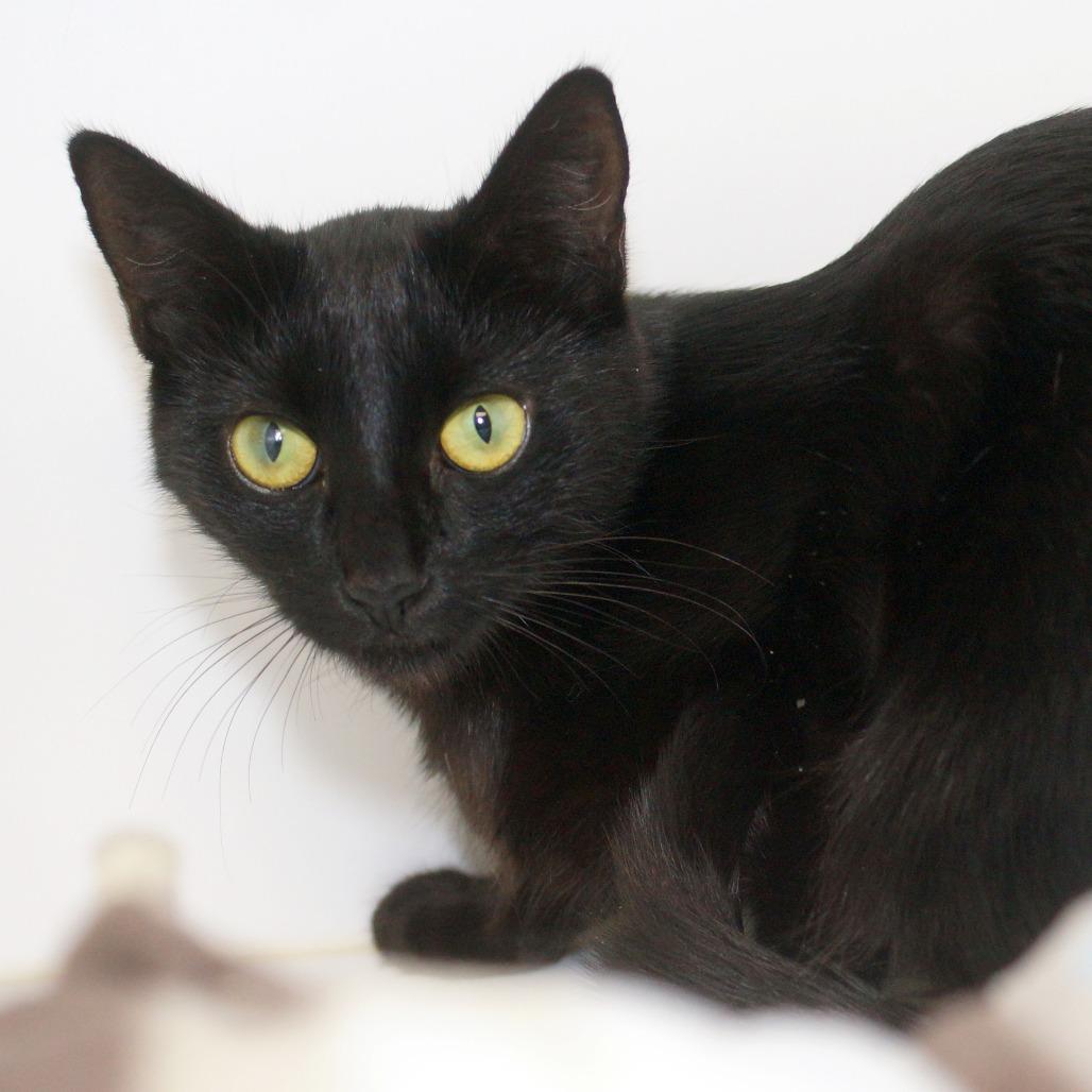 Scribble, a Adoptable Domestic Short Hair in West Palm Beach, FL image 4/5