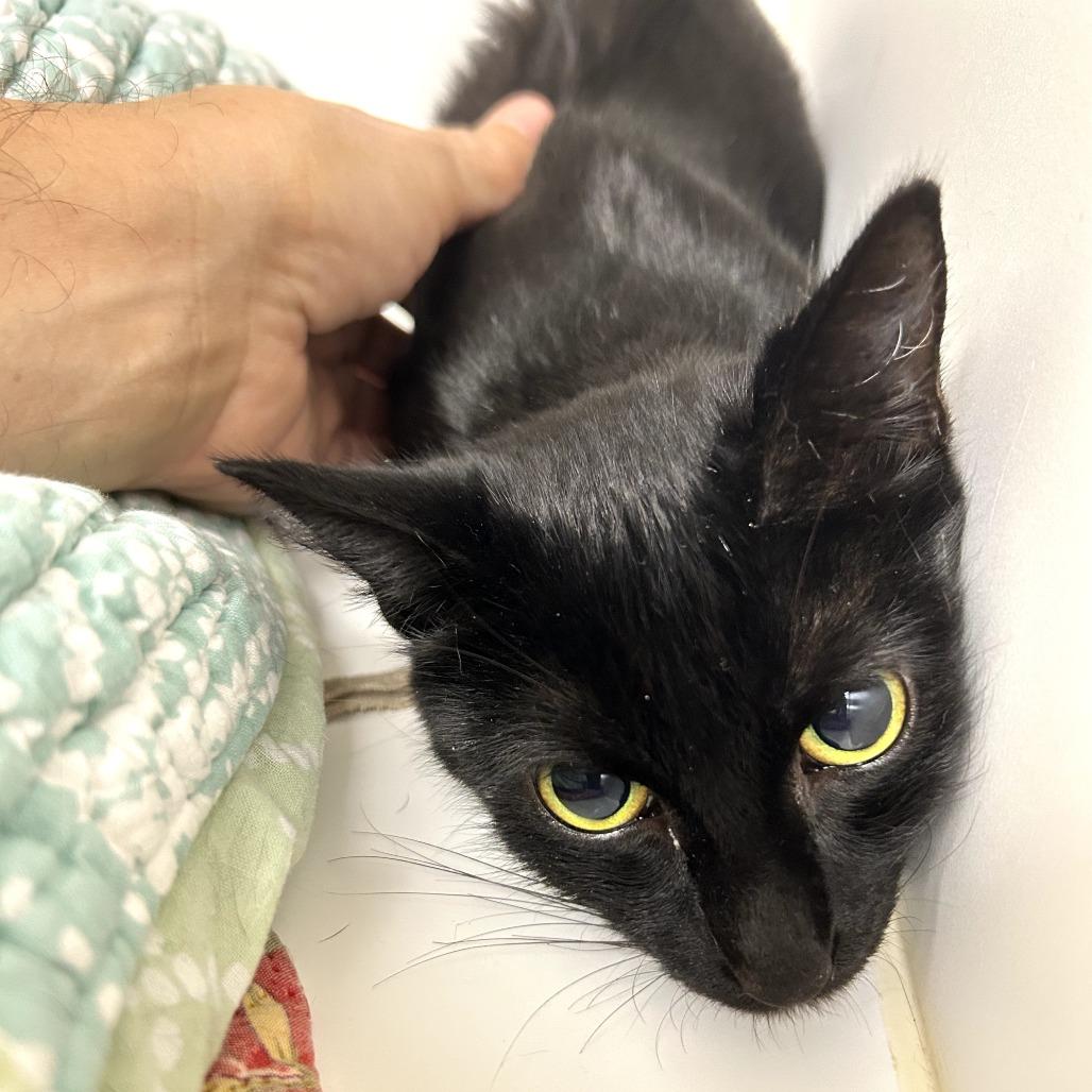 Scribble, a Adoptable Domestic Short Hair in West Palm Beach, FL image 5/5