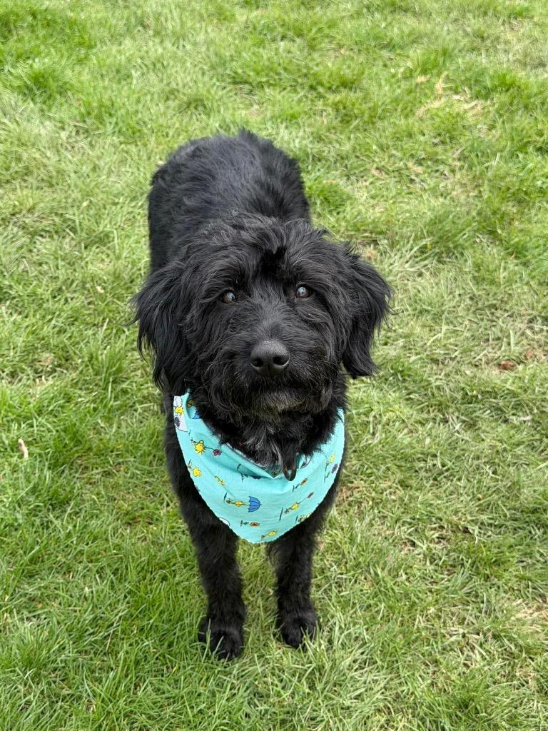 Lilly, Adoptable, Adult Female Poodle & Australian Cattle Dog / Blue Heeler.