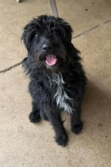 Lilly, a Adoptable mixed breed in Decatur, IN image 2/6