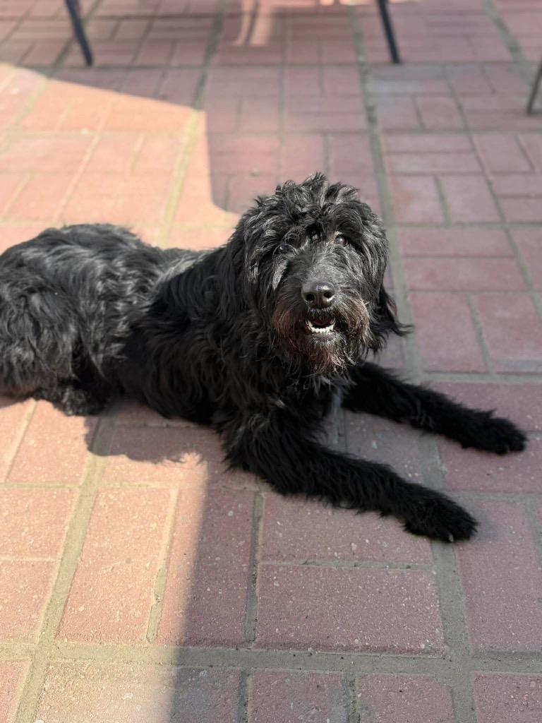 Lilly, a Adoptable mixed breed in Decatur, IN image 4/6