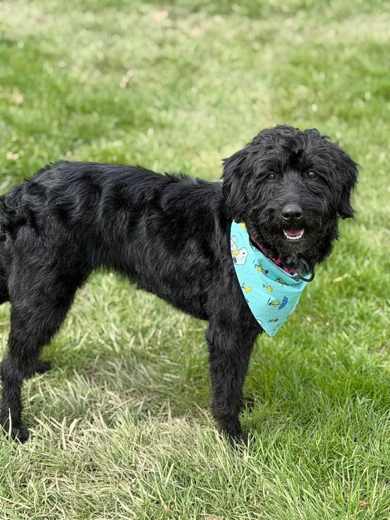 Lilly, a Adoptable mixed breed in Decatur, IN image 6/6