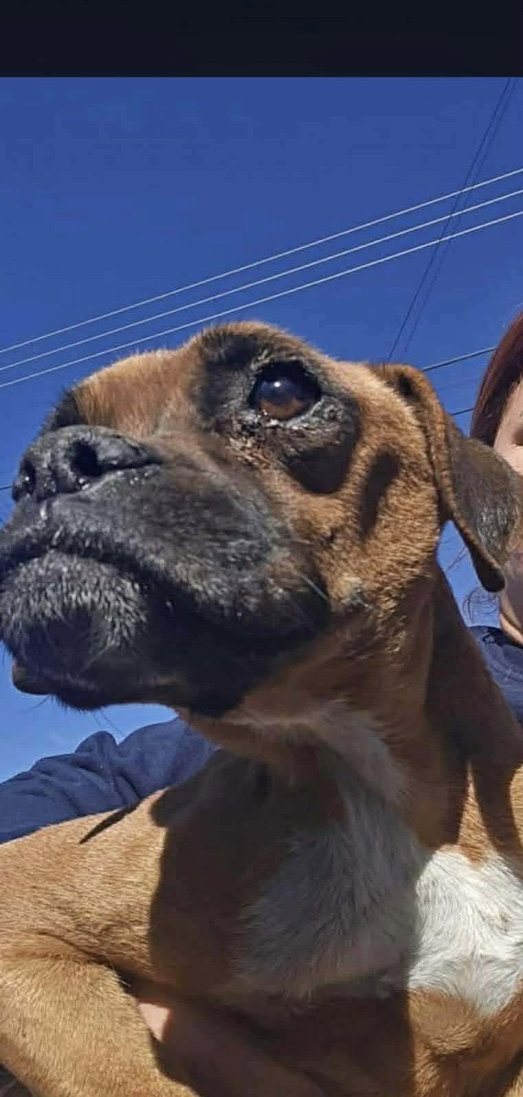 Enlarge Lila, a Adopted Boxer in Monticello, NY image 1/3