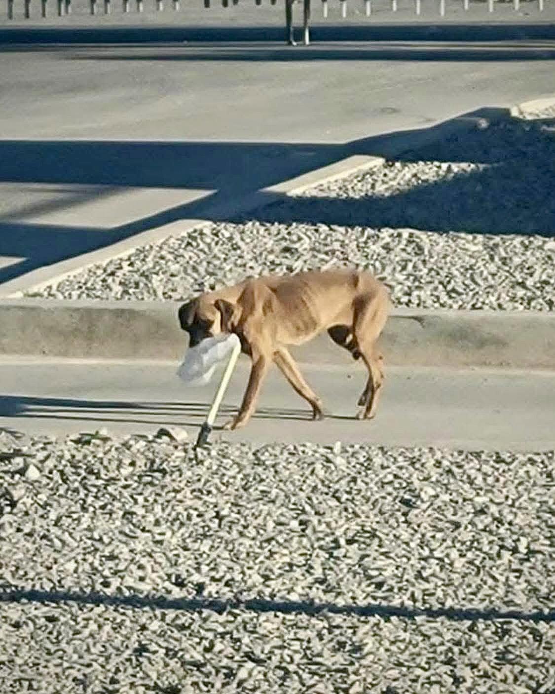 Enlarge Lila, a Adopted Boxer in Monticello, NY image 3/3