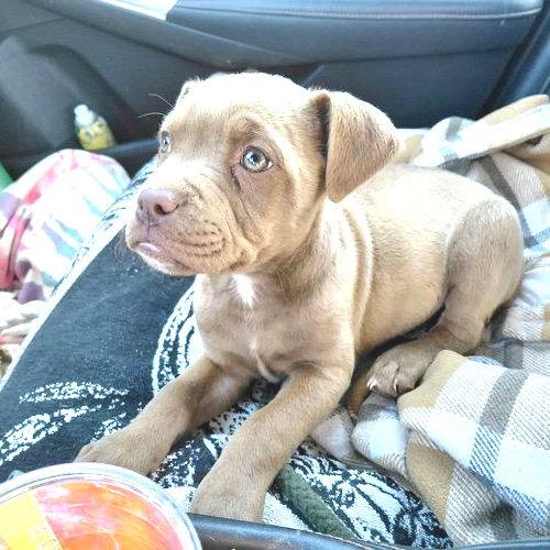 Sable, a Adopted American Bulldog in Rutherfordton, NC image 1/3