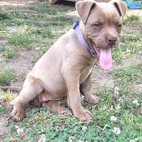 Sable, a Adopted American Bulldog in Rutherfordton, NC image 2/3