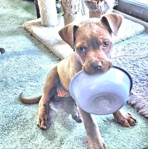 Sable, a Adopted American Bulldog in Rutherfordton, NC image 3/3