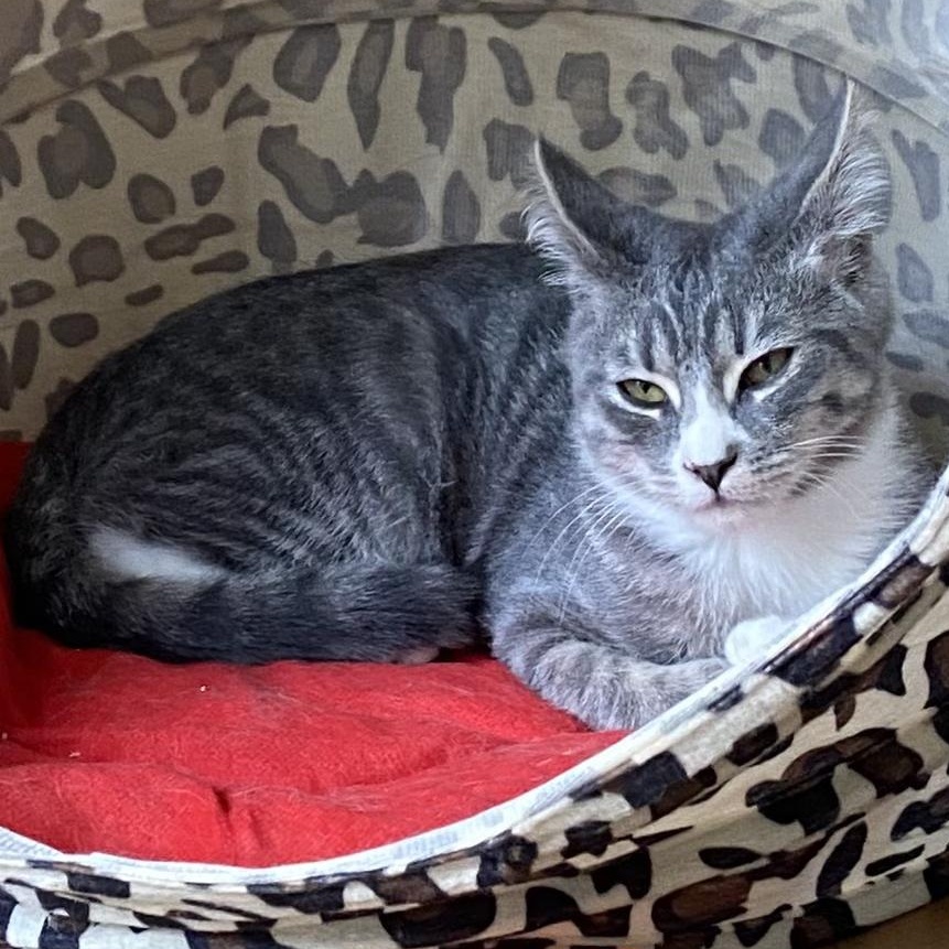 Boots, an adoptable Domestic Short Hair in Springfield, OR, 97478 | Photo Image 2