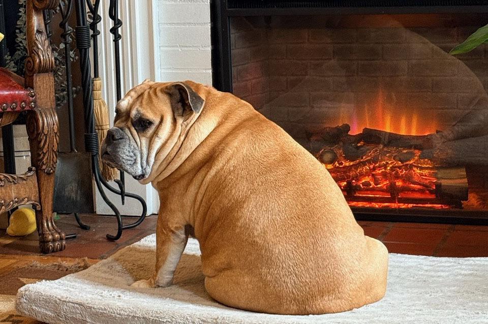 CLYDE, Adoptable, Adult Male English Bulldog.