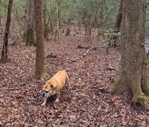 Enlarge CLYDE, a Adoptable English Bulldog in Thompson, PA image 2/6