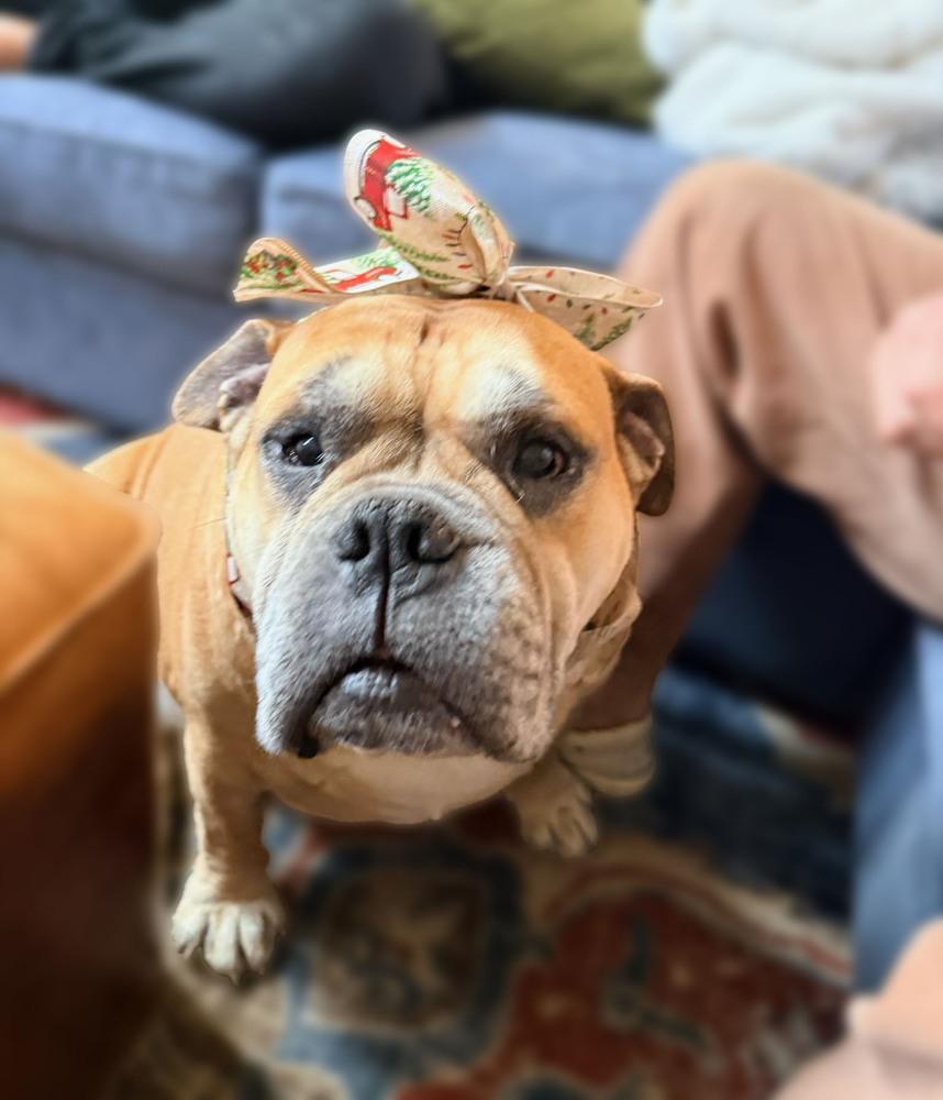 Enlarge CLYDE, a Adoptable English Bulldog in Thompson, PA image 3/6