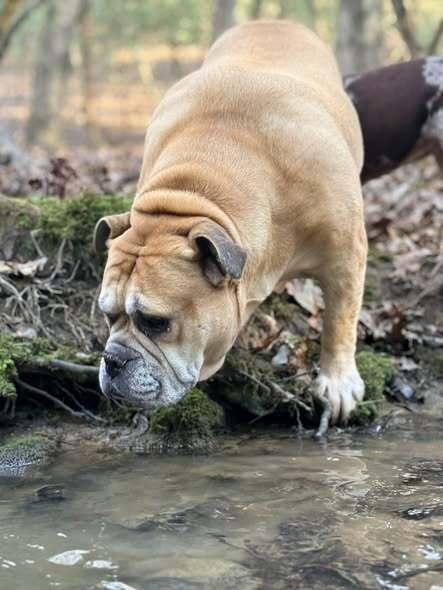 Enlarge CLYDE, a Adoptable English Bulldog in Thompson, PA image 4/6