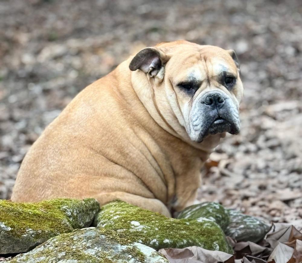 Enlarge CLYDE, a Adoptable English Bulldog in Thompson, PA image 5/6