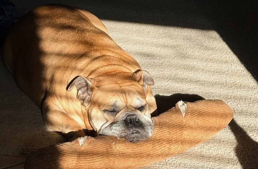 Enlarge CLYDE, a Adoptable English Bulldog in Thompson, PA image 6/6