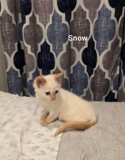 Enlarge Snow ( Orlando Fl) HOPE Pet extra, a Adoptable Siamese in Orlando, FL image 2/2