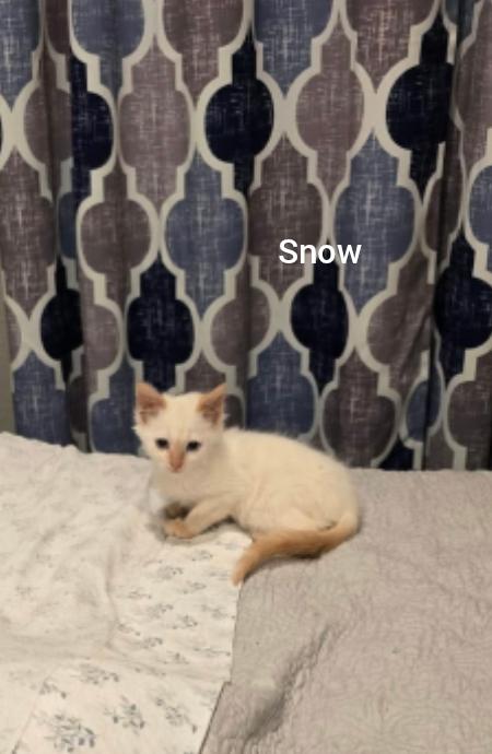 Snow ( Orlando Fl) HOPE Pet extra, Adoptable, Kitten Male Siamese.