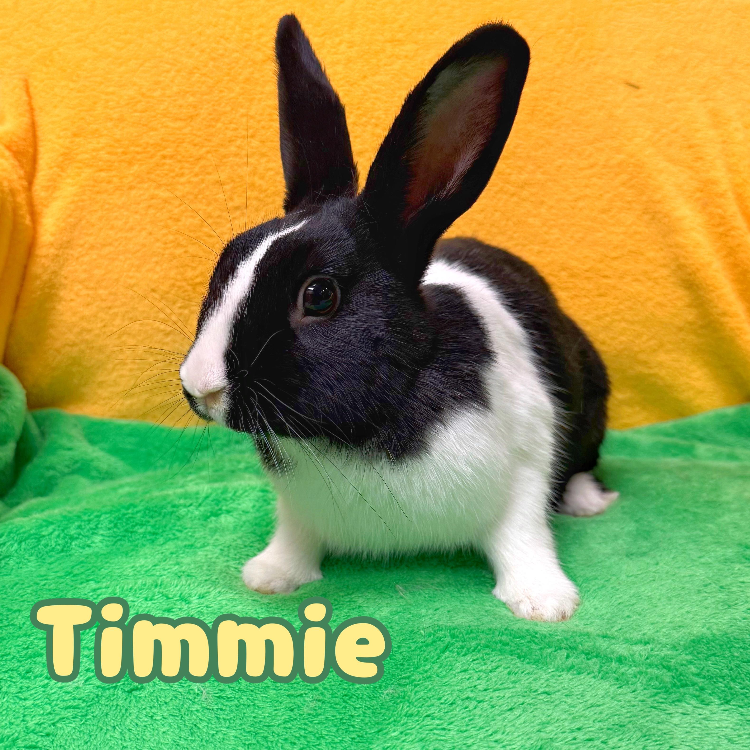Enlarge Timmie, an adopted Dutch in Roseville, CA image 1/1
