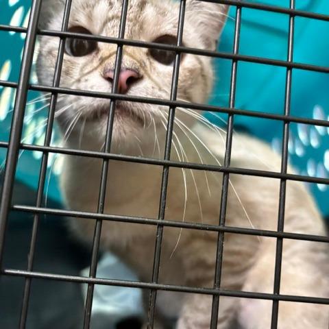 Phoebe C26-285, Adoptable, Adult Female Siamese.