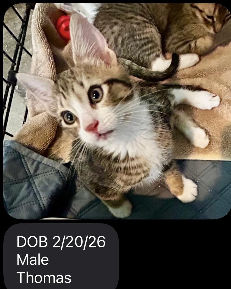 Thomas, ADOPTABLE, Kitten Male Domestic Short Hair.