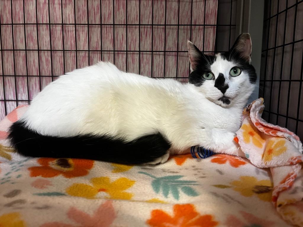 Enlarge Luna, a Adoptable mixed breed in Grants Pass, OR image 1/1