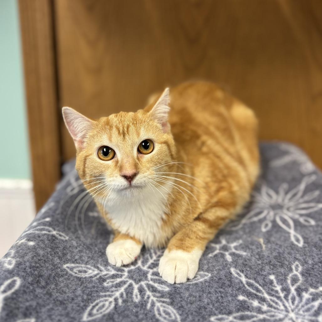 Enlarge Whittney--In Foster, a Adoptable Domestic Short Hair in Fargo, ND image 1/1