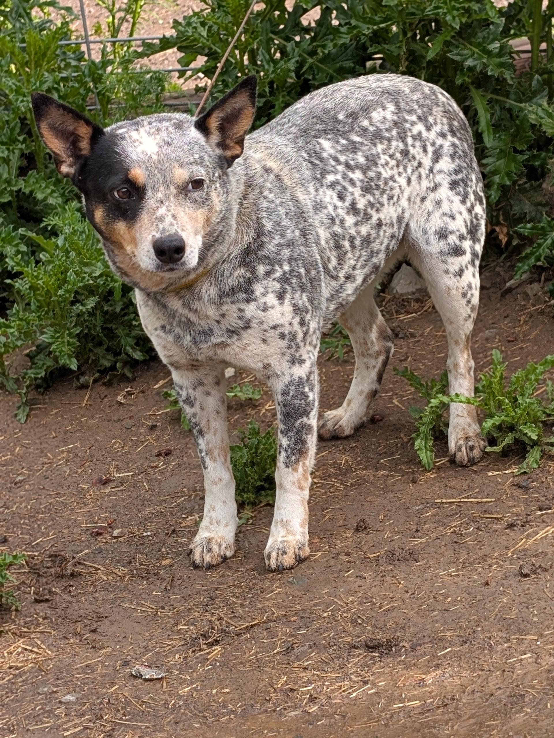 Willow, ADOPTABLE, Senior Female Australian Cattle Dog / Blue Heeler.
