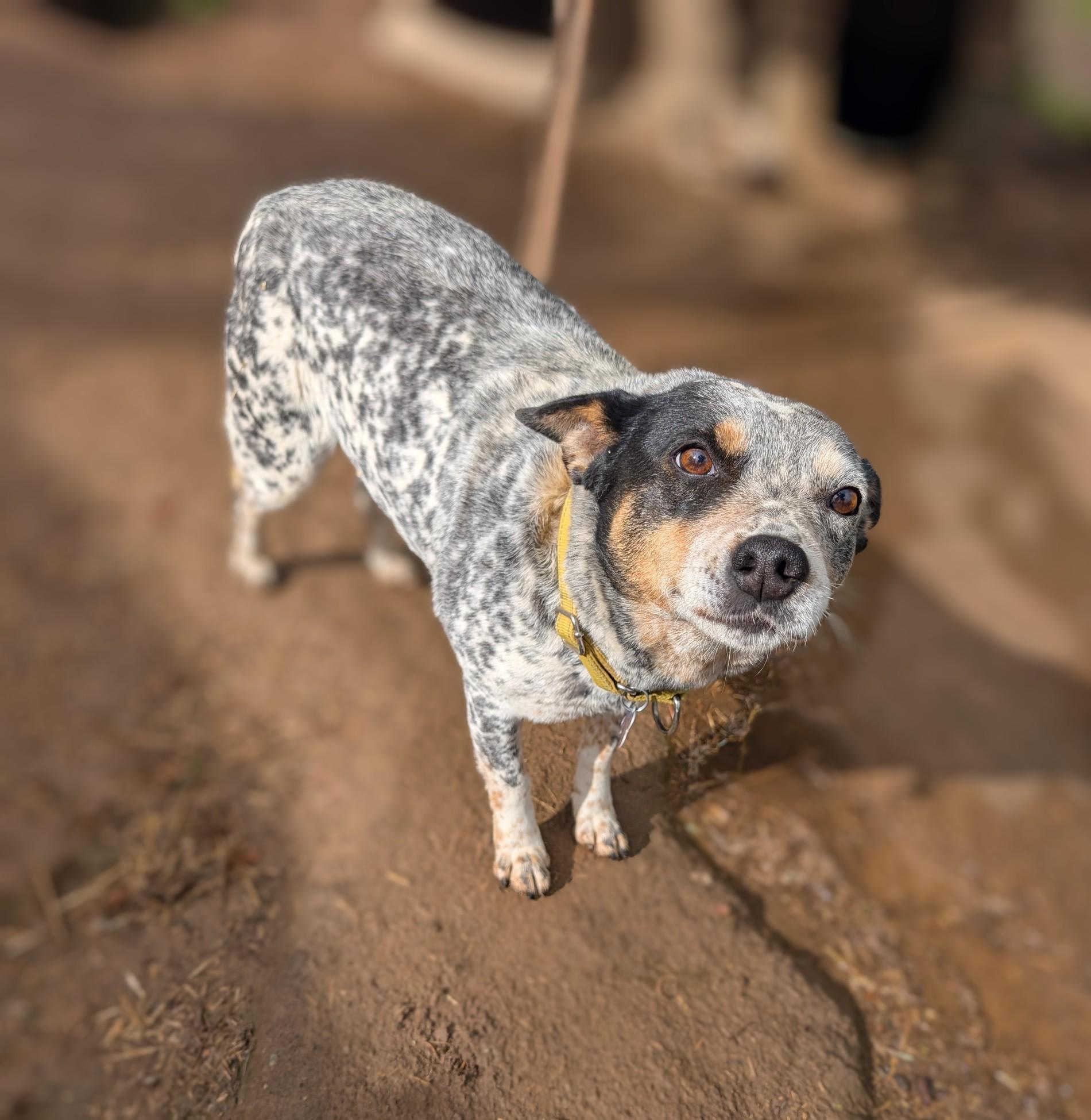Enlarge Willow, a ADOPTABLE Australian Cattle Dog / Blue Heeler in COEUR D ALENE, ID image 4/4