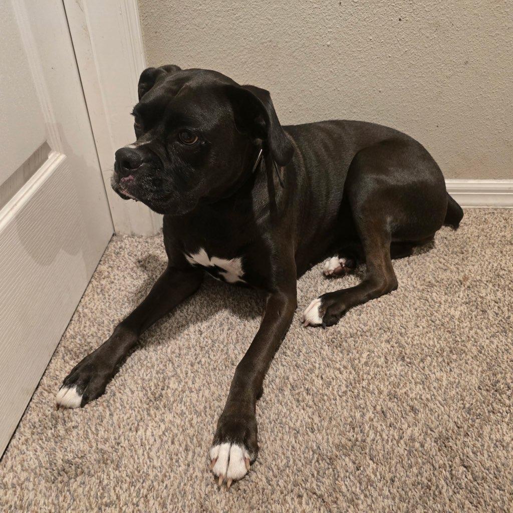 Enlarge Sugar F26-007, a Adopted Boxer in Crestview, FL image 1/3