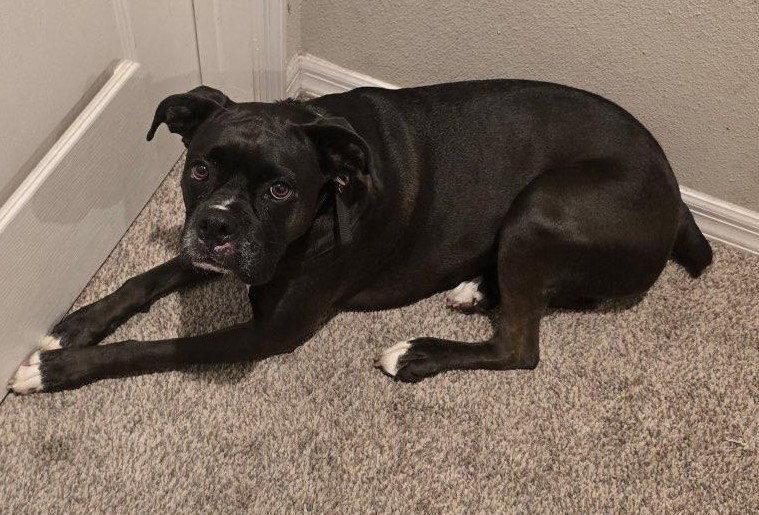 Enlarge Sugar F26-007, a Adopted Boxer in Crestview, FL image 2/3