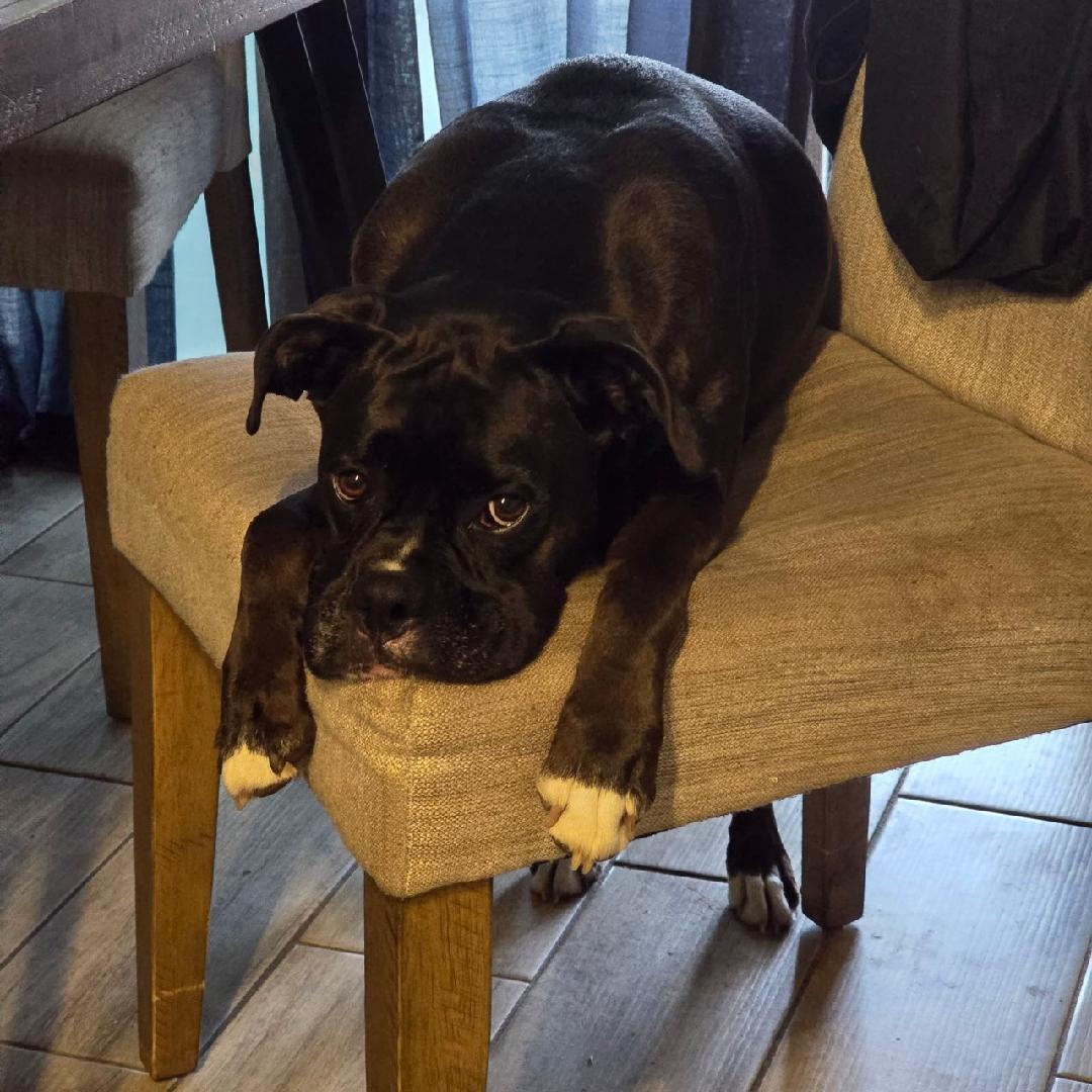 Enlarge Sugar F26-007, a Adopted Boxer in Crestview, FL image 3/3