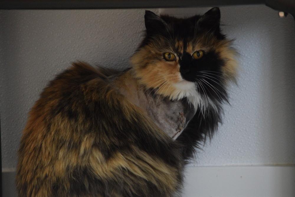 Tippy, Adoptable, Young Female Manx.