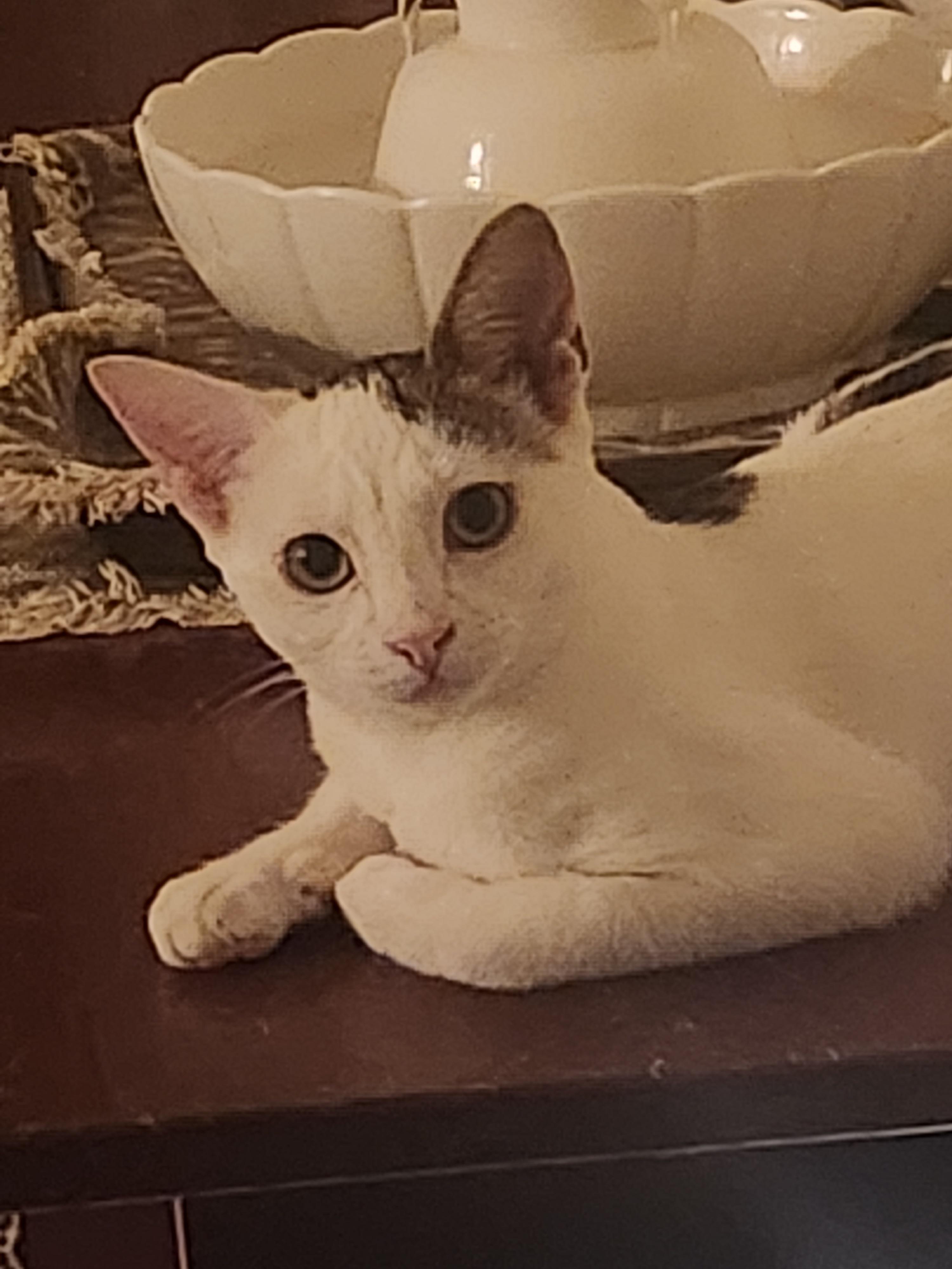 SusiQ, a Adoptable Domestic Short Hair in Westminster, CA image 2/2