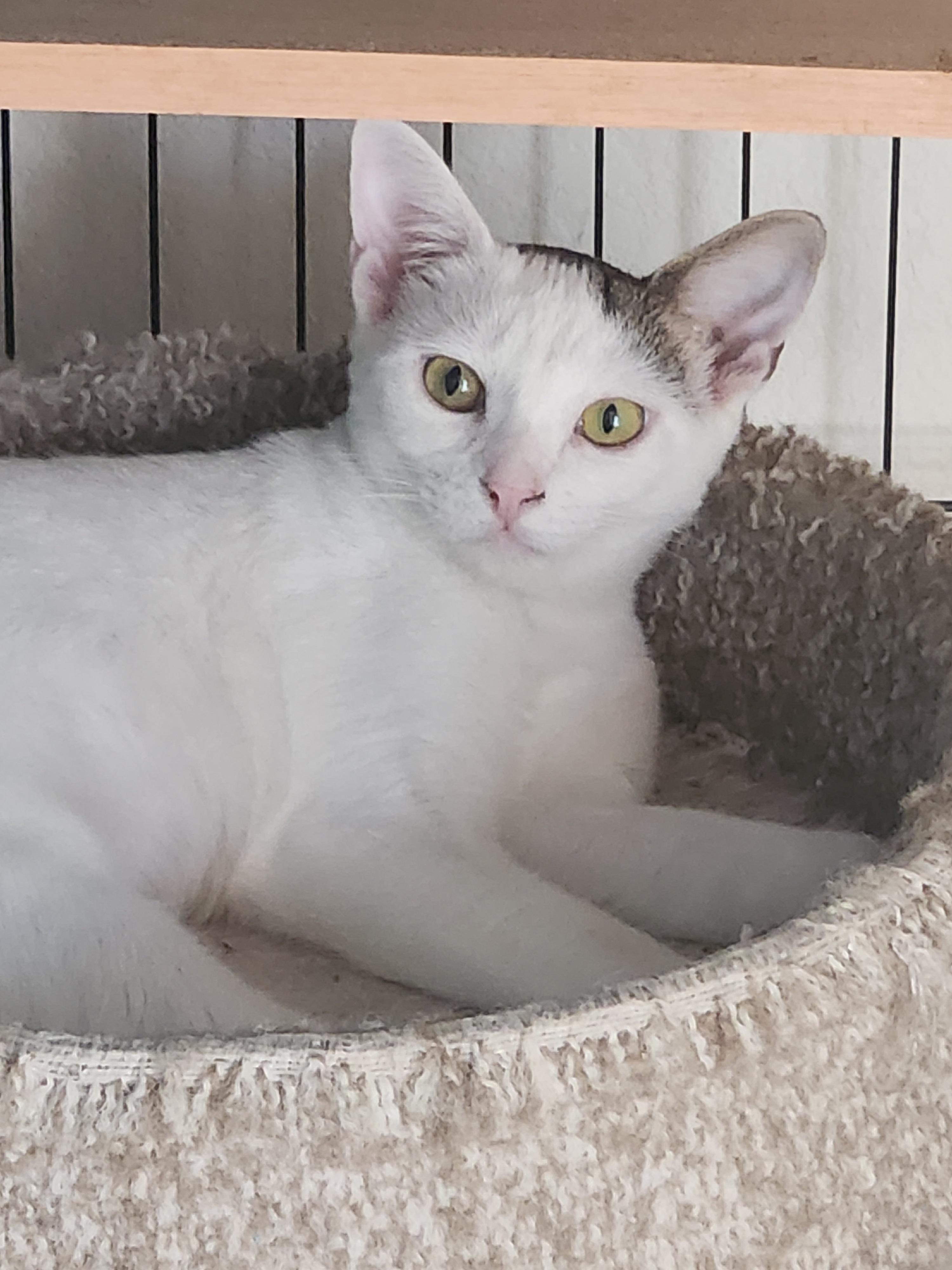 SusiQ, Adoptable, Young Female Domestic Short Hair.