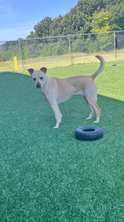 Lumpy, Adoptable, Adult Female Labrador Retriever & Mixed Breed.