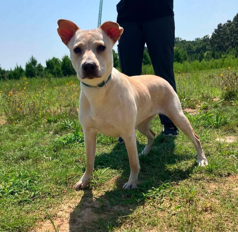 Enlarge Lumpy, a Adoptable mixed breed in Jackson, TN image 3/5