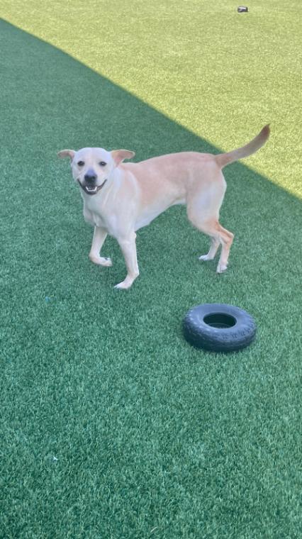 Enlarge Lumpy, a Adoptable mixed breed in Jackson, TN image 4/5